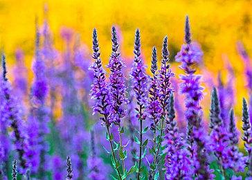 《生化危机3》原版9月25日登陆GOG 支持主流操作